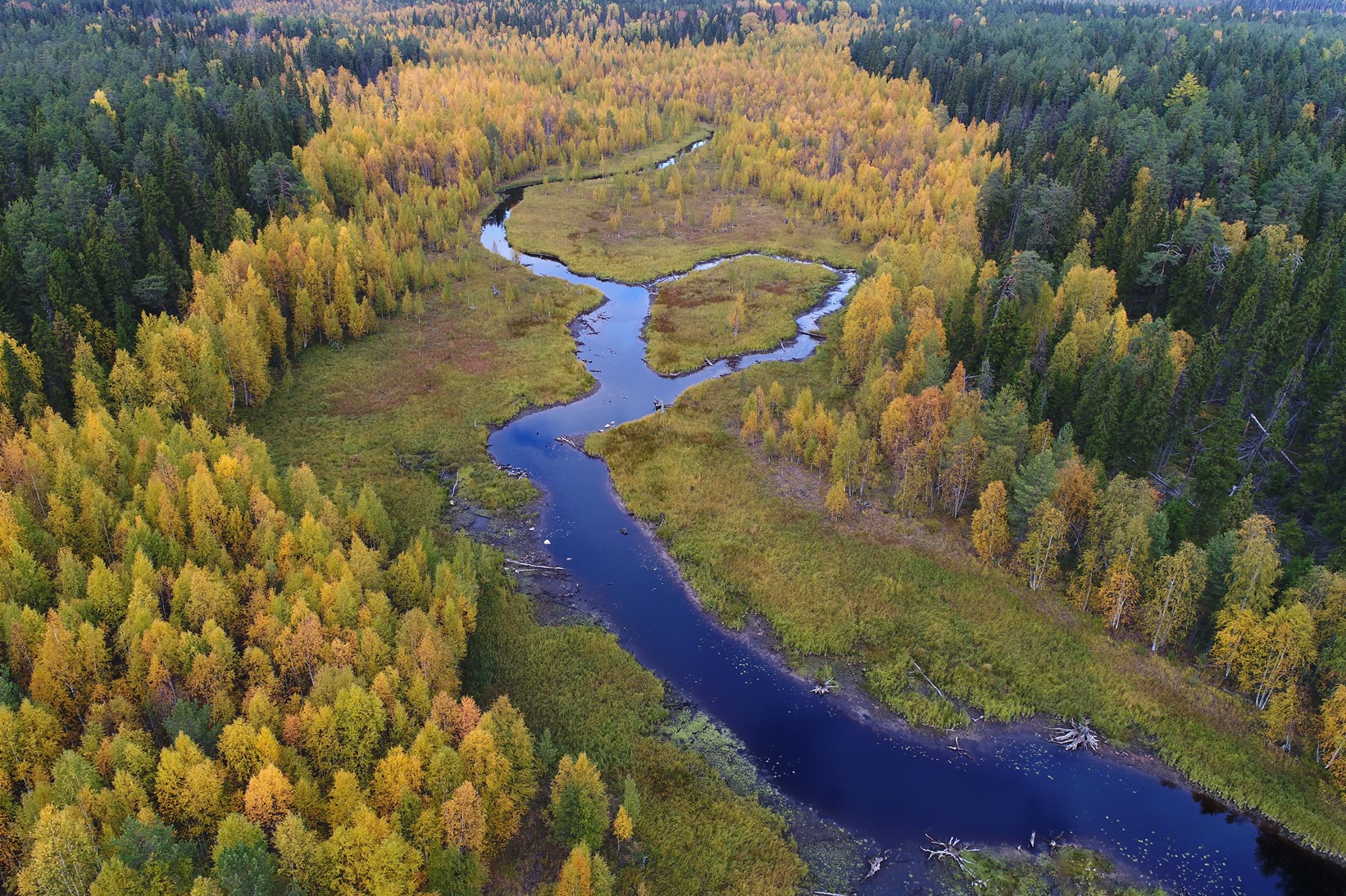 Лес Карелия сплав