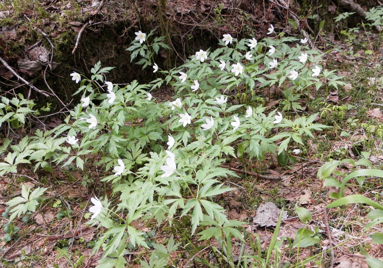 Растения Водлозерского Национального Парка