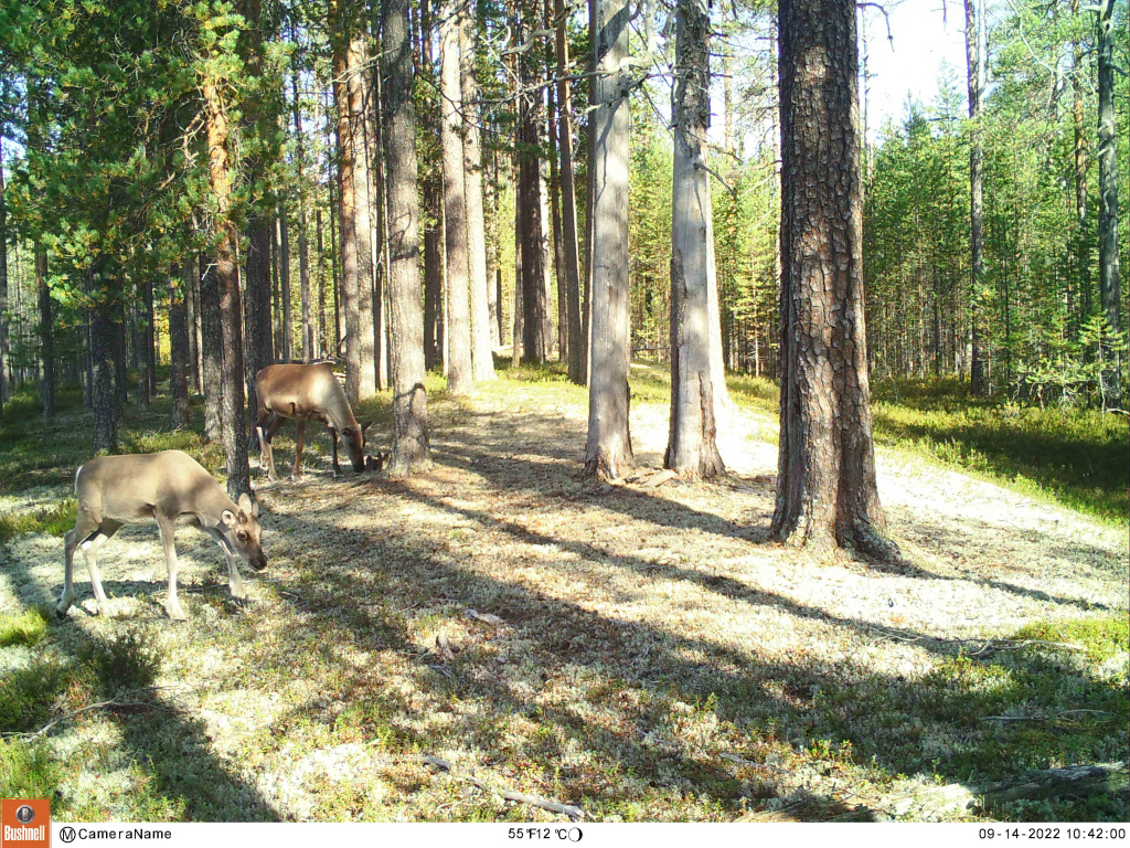 Северные лесные олени. Кадр с фотоловушки сентябрь 2022 г.JPG