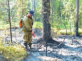 Тушение низового лесного пожара