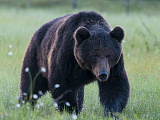 Бурый медведь Gebauer A