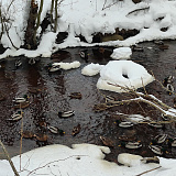 Серая шейка-2026: присоединились к акции и помогли собрать данные орнитологам КарНЦ РАН