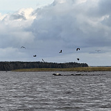 Рекордная численность серых цапель зафиксирована в Водлозерском национальном парке