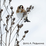 "Водлозерский" - участник Всероссийских зимних соревнований "Птицы России - 2025"